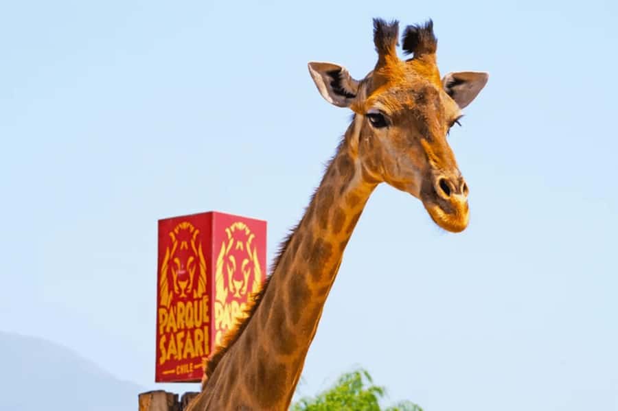 From Santiago: Safari Park, a wild experience - What the $111 price really buys