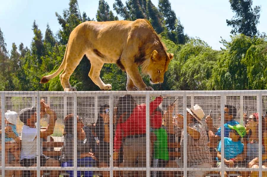 From Santiago: Safari Park, a wild experience - Breakfast with a Chilean countryside flavor