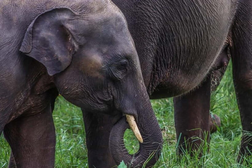 From Sigiriya Hurulu Eco Park ElephantSafari ticket included - Why Hurulu works well for an elephant safari