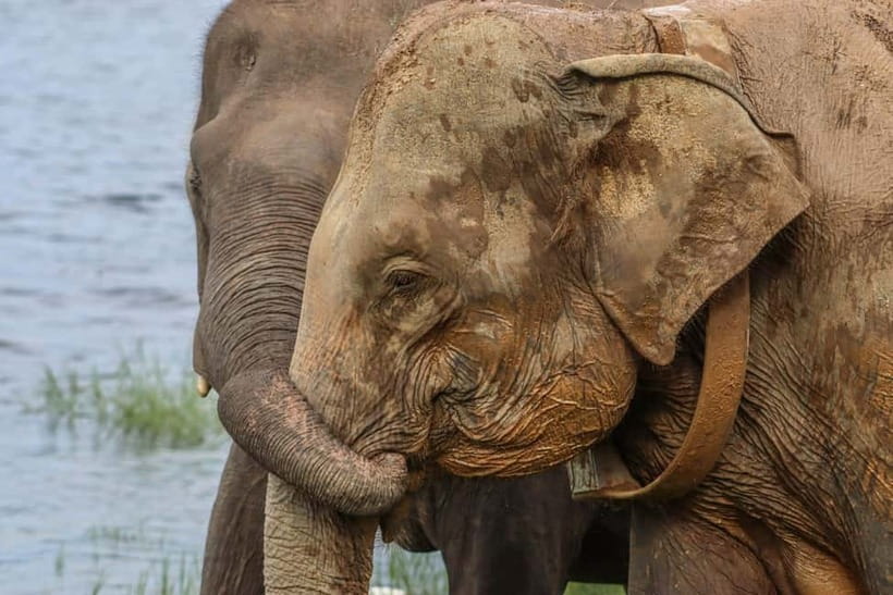 From Sigiriya Hurulu Eco Park ElephantSafari ticket included - Inside Hurulu Eco Park: what the safari feels like