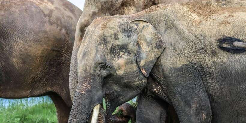 From Sigiriya Hurulu Eco Park ElephantSafari ticket included - The best sightings are not always the biggest numbers
