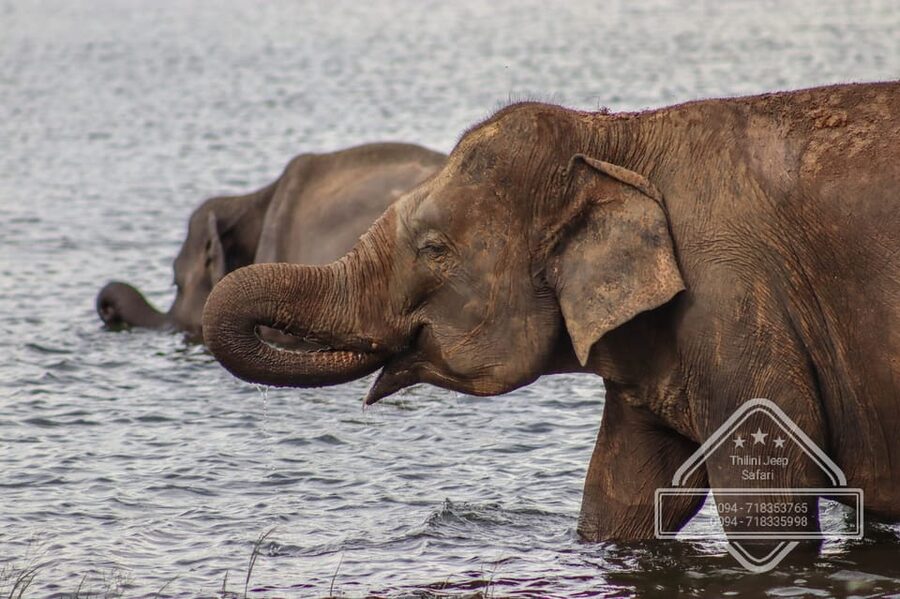 From Sigiriya Hurulu Eco Park ElephantSafari ticket included - How the seasons can change the experience