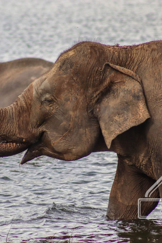 From Sigiriya Hurulu Eco Park ElephantSafari ticket included - Is $24 good value?