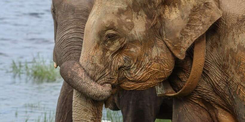 From Sigiriya Hurulu Eco Park ElephantSafari ticket included - The pickup and 30-minute drive