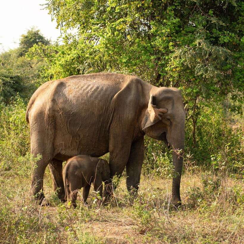 From Sigiriya : Hurulu Eco Park Safari : All Inclusive - Finding Elephants in Their Natural Setting