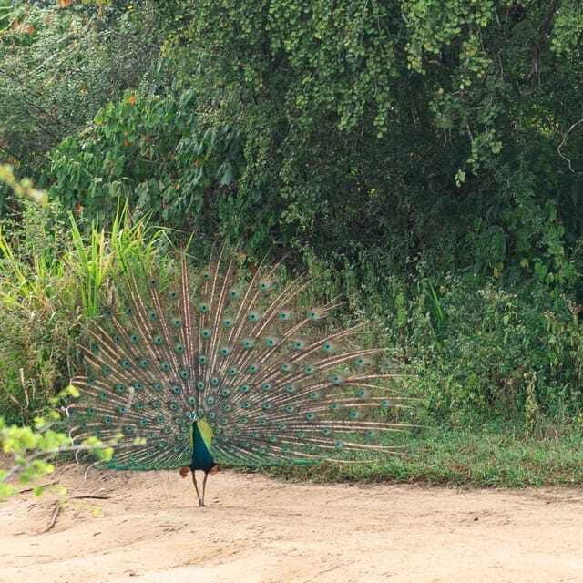 From Sigiriya : Hurulu Eco Park Safari : All Inclusive - Birds, Buffaloes, Jackals, and Smaller Finds