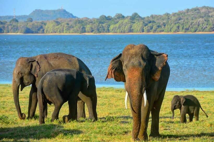 From Sigiriya: Minneriya National Park Elephant Safari - Morning or afternoon: choosing the better departure