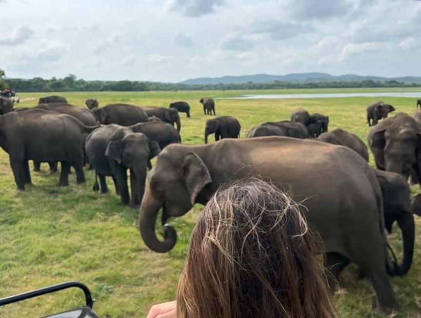From Sigiriya: Minneriya National Park Private Jeep Safari - Who should book this safari?