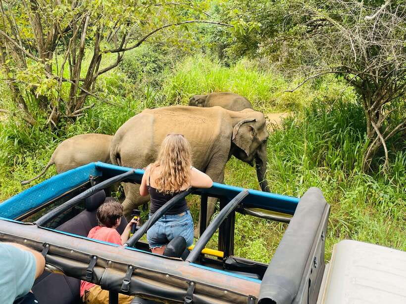 From Sigiriya: Minneriya National Park Private Jeep Safari - Why Minneriya’s elephant gathering matters