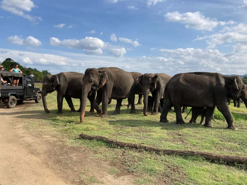 From Sigiriya: Minneriya National Park Private Jeep Safari - Minneriya Tank and three possible park choices