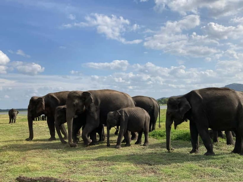 From Sigiriya: Minneriya National Park Private Jeep Safari - Beyond elephants: birds, monkeys, deer, and reptiles