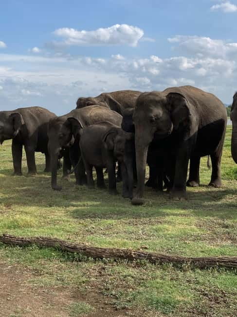 From Sigiriya: Minneriya National Park Private Jeep Safari - Price, park fees, and real value