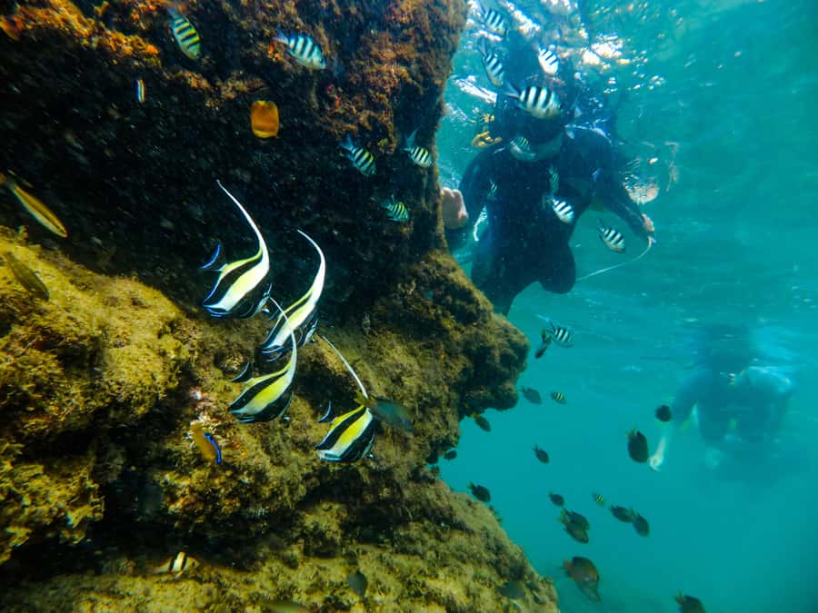 From St Lucia: Cape Vidal Full-Day Snorkeling Safari - From St Lucia to iSimangaliso’s wild side