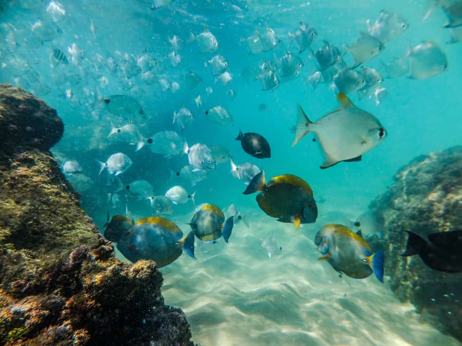 From St Lucia: Cape Vidal Full-Day Snorkeling Safari - Useful details before you book