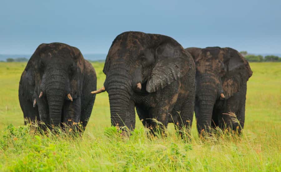 From St Lucia: Cape Vidal Full-Day Snorkeling Safari - The morning game drive: expect variety, not guarantees