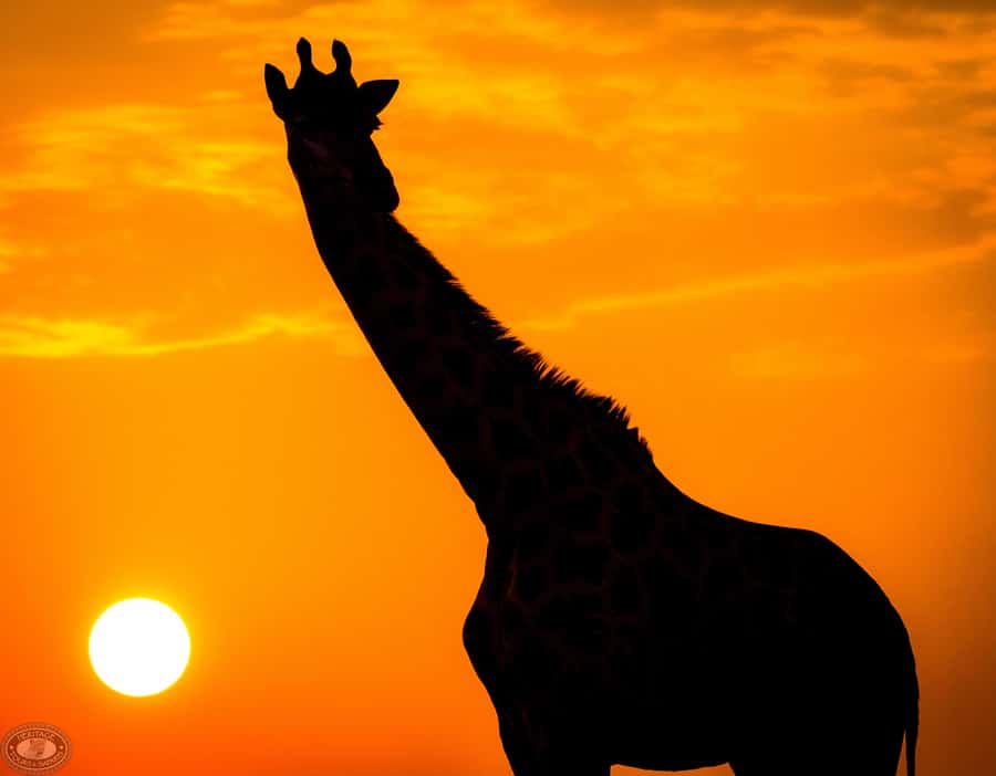 From St Lucia: iSimangaliso Sunset Safari - The sunset hour and the changing park
