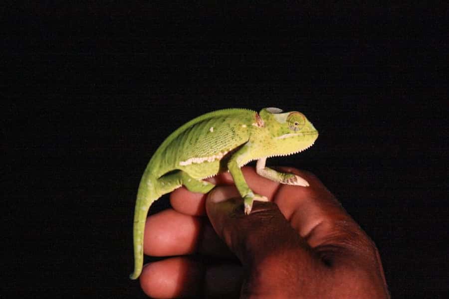 From St Lucia: iSimangaliso Wetland Park Night Drive Safari - Why a night drive in iSimangaliso feels different