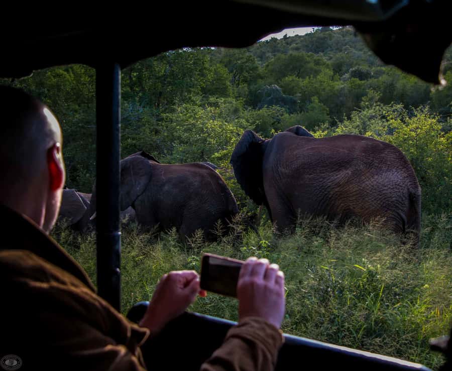 From St Lucia: iSimangaliso Wetland Park Night Drive Safari - Three hours inside the wetland park