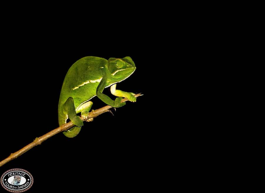 From St Lucia: iSimangaliso Wetland Park Night Drive Safari - Why the guide matters more after sunset