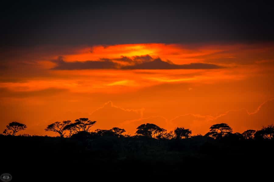 From St Lucia: iSimangaliso Wetland Park Night Drive Safari - Moonlight, darkness, and the night sky