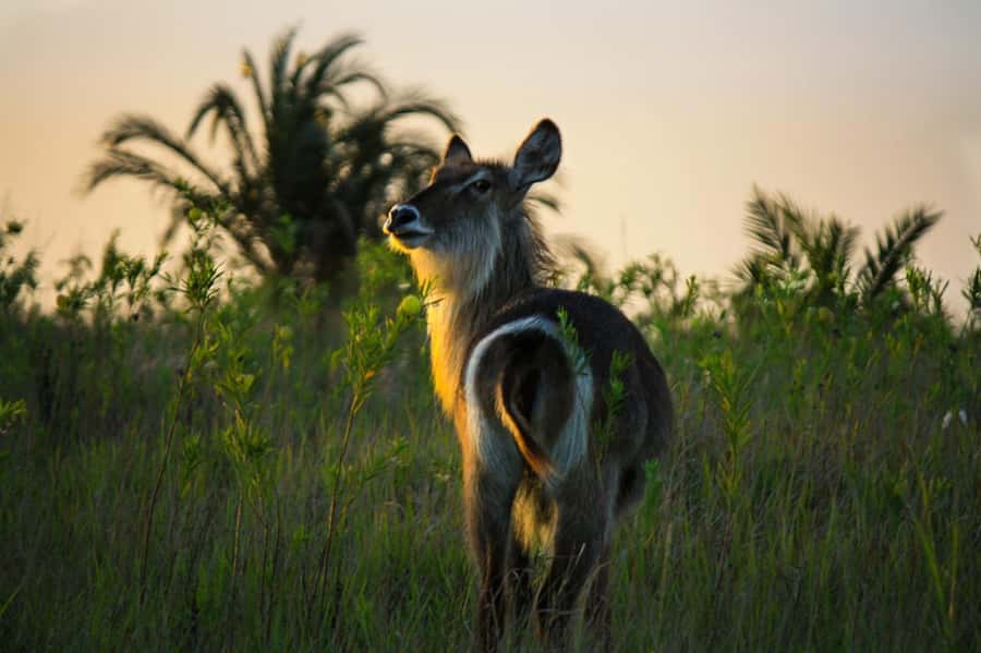 From St Lucia: iSimangaliso Wetland Park Night Drive Safari - Who should book this safari?