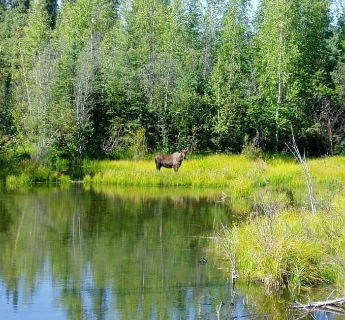 From Stockholm: Moose & Wildlife Safari with Campfire Dinner - Key points at a glance