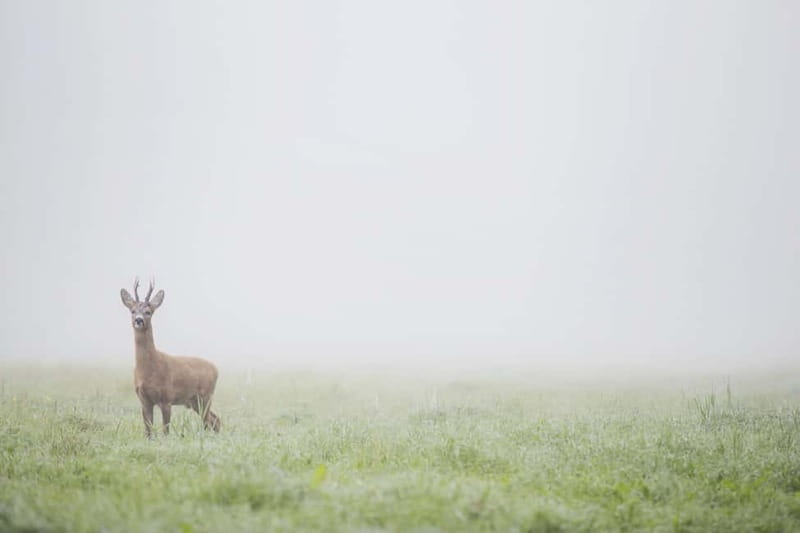 From Stockholm: Moose & Wildlife Safari with Campfire Dinner - The short hike: tracks, signs, and Swedish nature