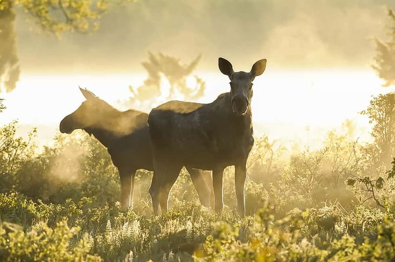 From Stockholm: Moose & Wildlife Safari with Campfire Dinner - Who should book this outing?