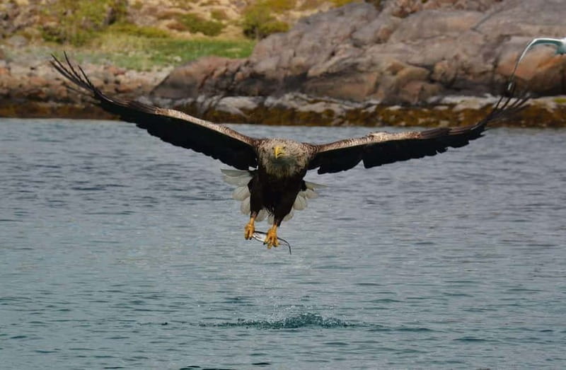 From Svolvær: Lofoten RIB Sea Eagle Safari Trollfjord Cruise - Meeting at Torget in central Svolvær
