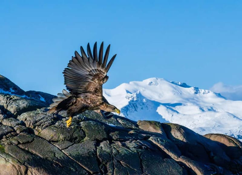From Svolvær: Lofoten Trollfjord Cruise & Sea Eagle Safari - The run through the Lofoten Islands
