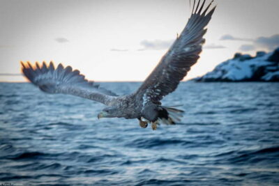 RIB Boat Lofoten Trollfjord Sea Eagle Safari