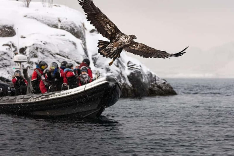 From Svolvær: RIB Boat Lofoten Trollfjord Sea Eagle Safari - Beaches, waterfalls, fish farms, and Viking stories