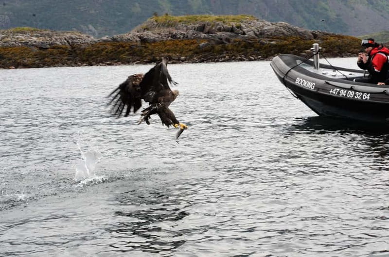 From Svolvær: RIB Boat Lofoten Trollfjord Sea Eagle Safari - Is the $125 price fair?