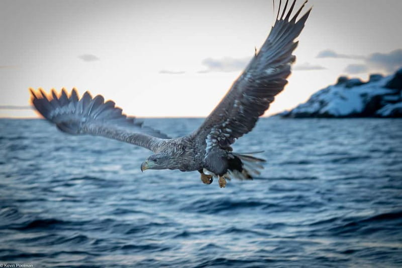 From Svolvær: RIB Boat Lofoten Trollfjord Sea Eagle Safari - Raftsundet and the first sea-eagle sightings