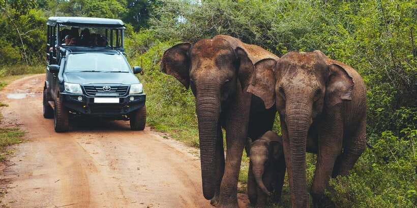 From Tangalle/Hiriketiya: Ella Transfer & Udawalawe Safari - Switching From Car to Open-Topped Jeep