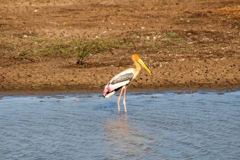 From Tangalle/ Hiriketiya: Yala Safari with Drop: Ella - The guide and driver can shape the day