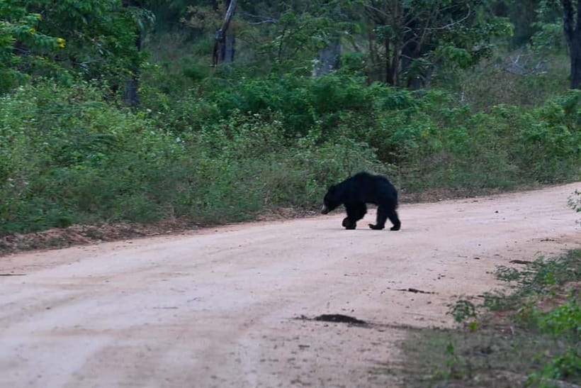 From Tangalle/ Hiriketiya: Yala Safari with Drop: Ella - What could go wrong
