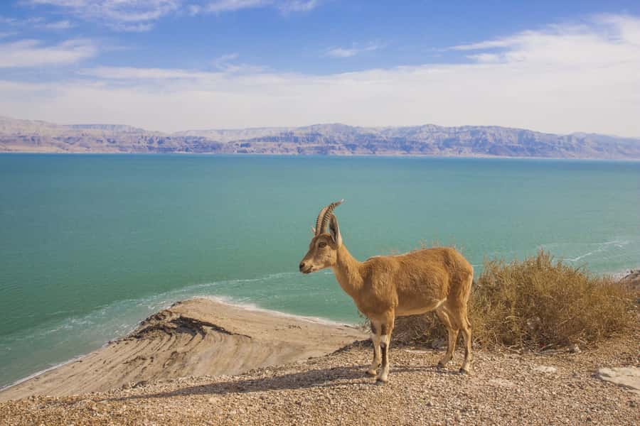 From Tel Aviv: Dead Sea Visit & Desert Safari - The 4WD safari across rough desert ground