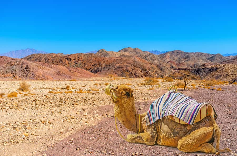 From Tel Aviv: Dead Sea Visit & Desert Safari - The Dragot cliffs and Murbaat Caves