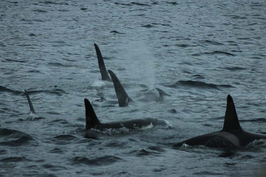 From Tromsø: All-Inclusive Whale & Orca Safari - Leaving Tromsø at 8 AM