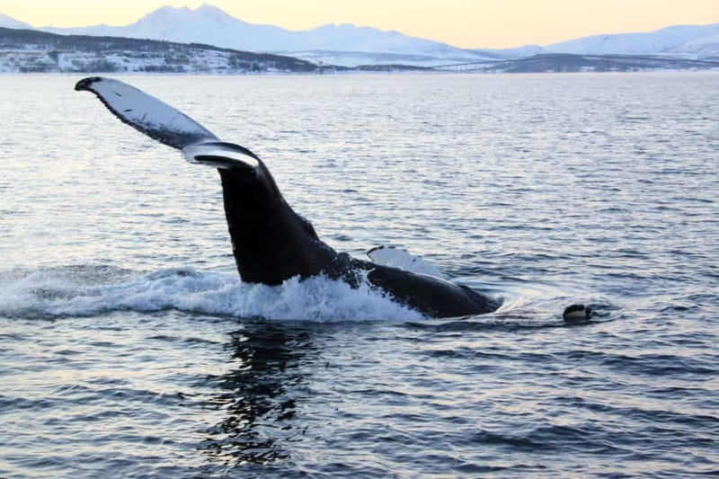 From Tromsø: All-Inclusive Whale & Orca Safari - Reaching Skjervøy’s whale area