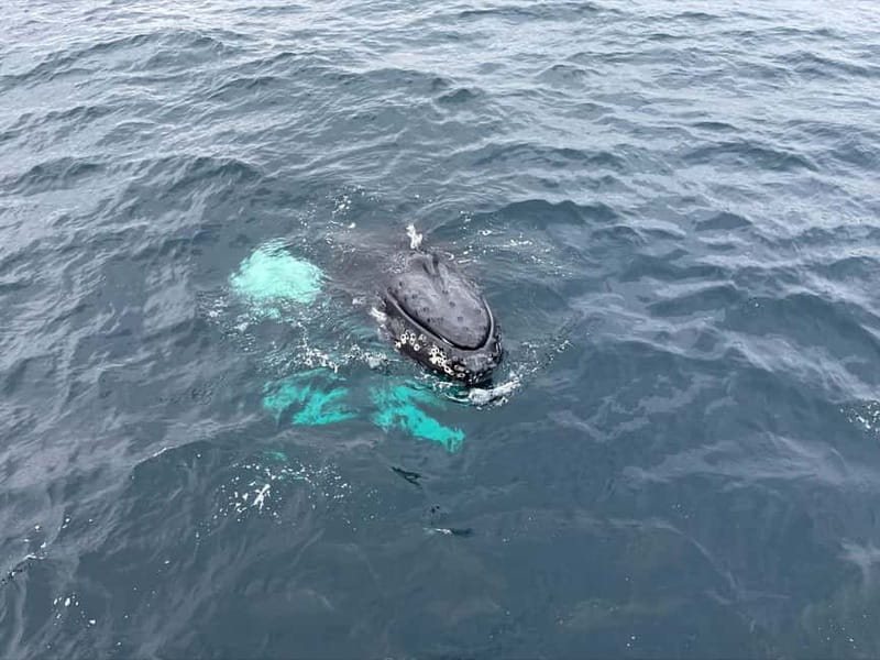 From Tromsø: All-Inclusive Whale & Orca Safari - Watching wildlife without rushing it