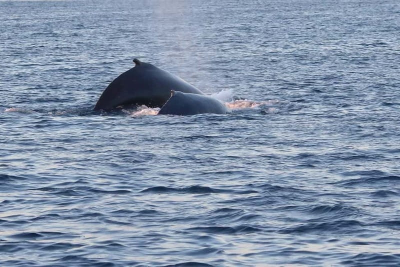 From Tromsø: All-Inclusive Whale & Orca Safari - The long ride back to Tromsø