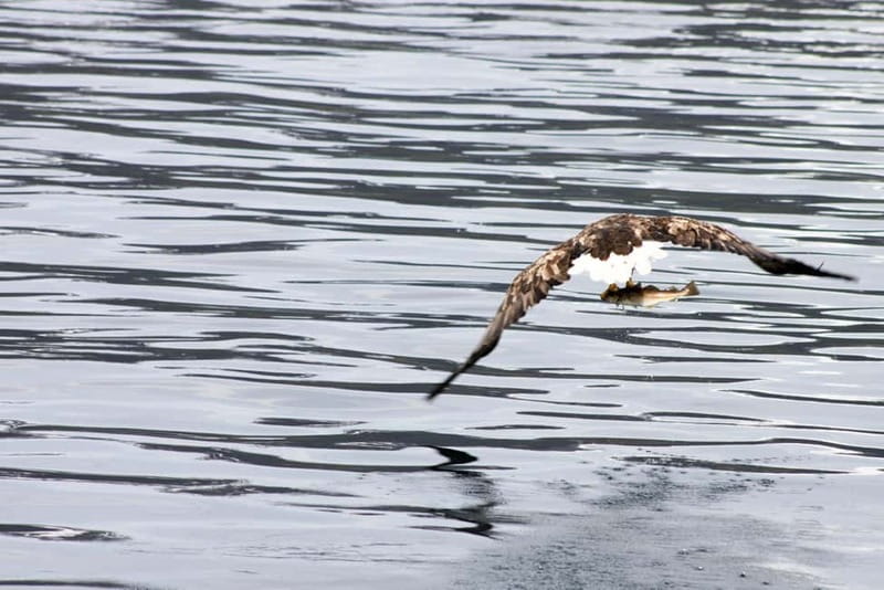 From Tromsø: All-Inclusive Whale & Orca Safari - How the crew shapes the day