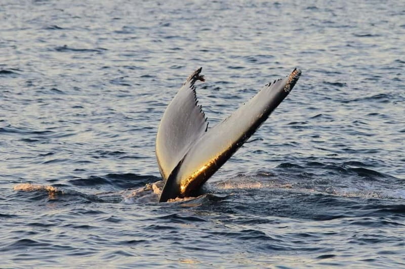 From Tromsø: All-Inclusive Whale & Orca Safari - Who should book this whale safari