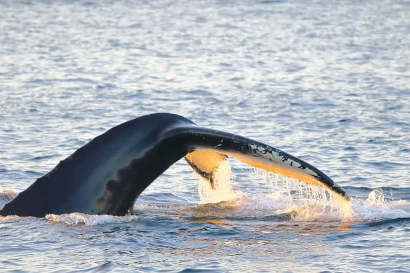 From Tromsø: All-Inclusive Whale & Orca Safari - The 2.5-hour ride through Tromsø’s fjords
