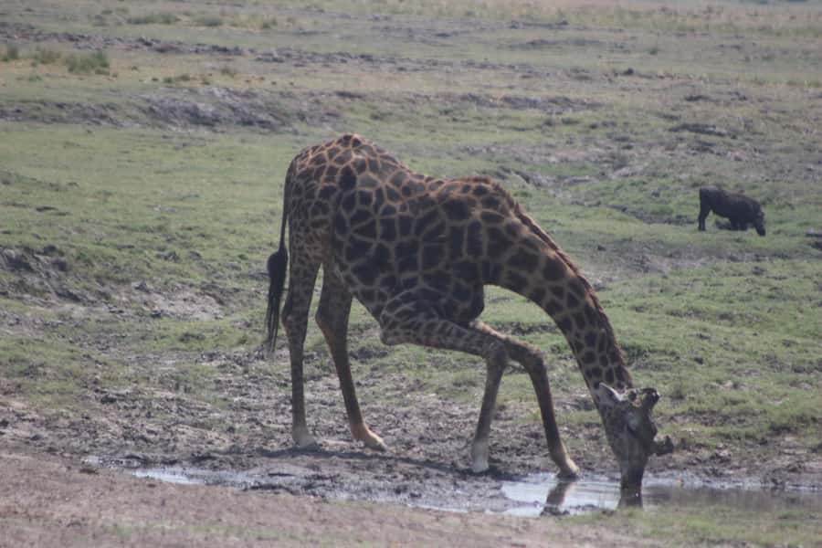 From Victoria Falls: Sunrise to Sunset Chobe Safari - Key points to know before booking