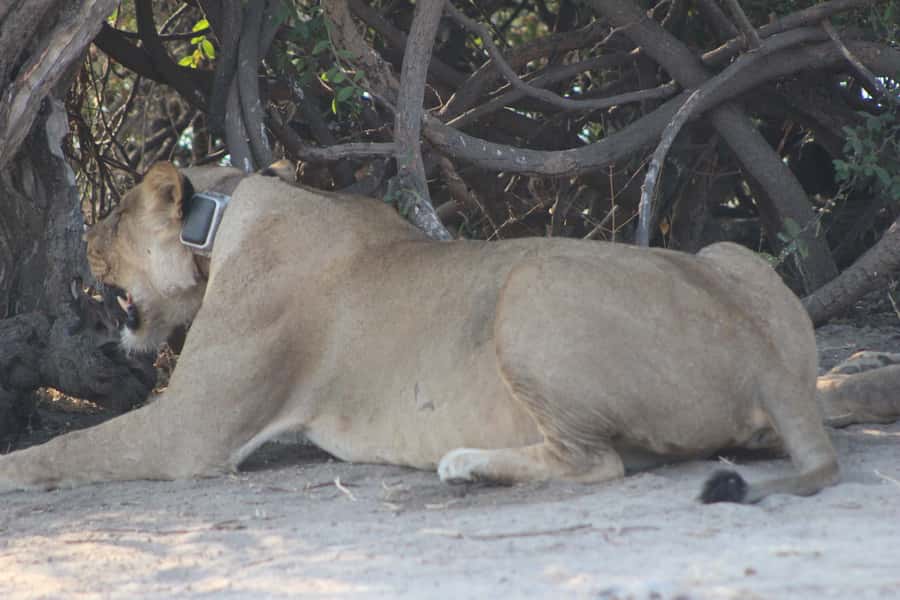 From Victoria Falls: Sunrise to Sunset Chobe Safari - Crossing the border with fewer surprises