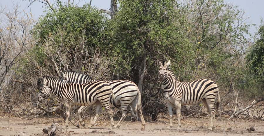 From Victoria Falls: Sunrise to Sunset Chobe Safari - Lunch at Chobe Safari Lodge