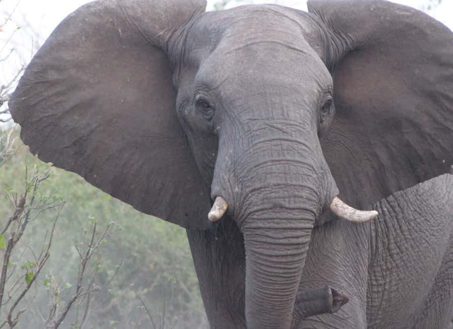 From Victoria Falls: Sunrise to Sunset Chobe Safari - Guides, vehicles, and group size